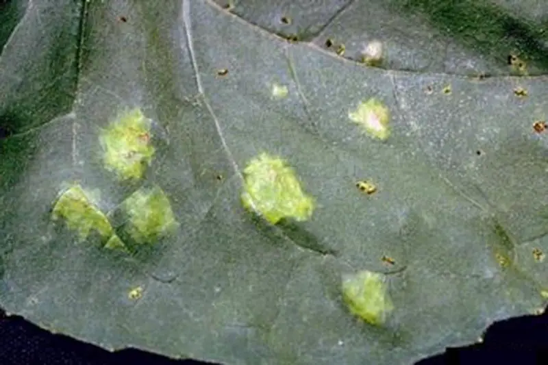 Un primer plano de una gran hoja verde que muestra los síntomas de la roya blanca, manchas blancas sobre la superficie.
