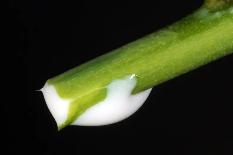 Una imagen horizontal de primer plano de la savia blanca de una planta de Euphorbia pulcherrima sobre un fondo oscuro.