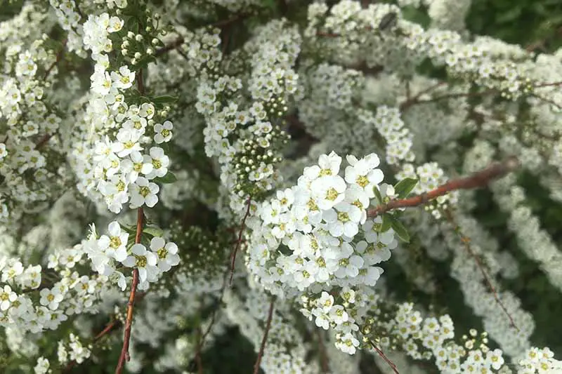 Una imagen horizontal de primer plano de una espirea de flores blancas que crece en el jardín.