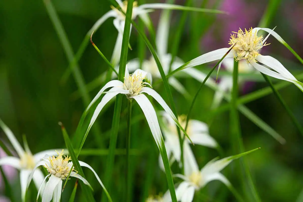 Una imagen horizontal de primer plano de la juncia de estrella blanca que crece en el jardín representada en un fondo de enfoque suave.