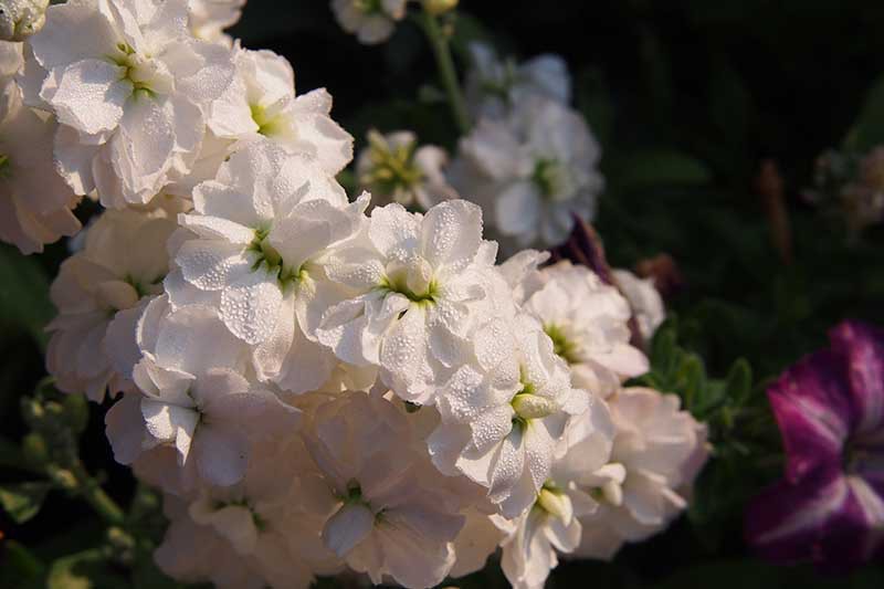 Una imagen horizontal de primer plano de las flores blancas de Matthiola incana que crecen en el jardín representadas en un fondo de enfoque suave.