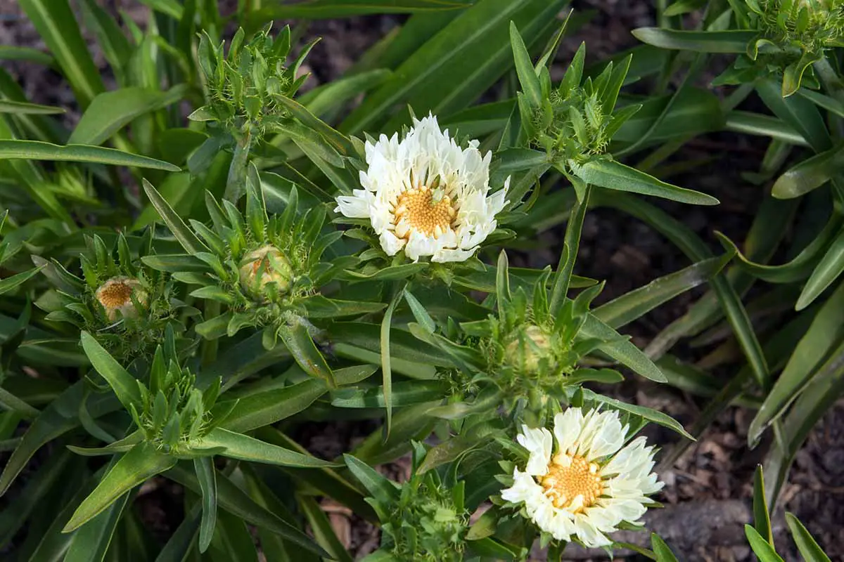 Una imagen horizontal de las flores amarillas del aster de Stokes que crecen en el jardín con follaje en foco suave en el fondo.