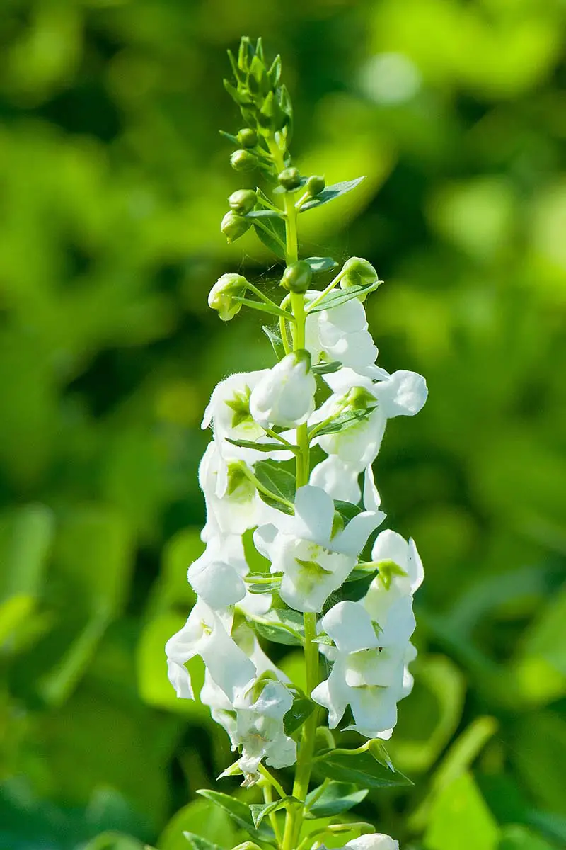 Una imagen vertical de primer plano de flores blancas de boca de dragón de verano representadas en un fondo verde de enfoque suave.