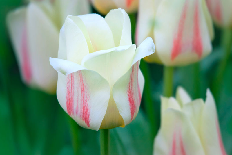 Una imagen horizontal de primer plano de un tulipán Greigii blanco y rosa que crece en el jardín con flores en un enfoque suave en el fondo.
