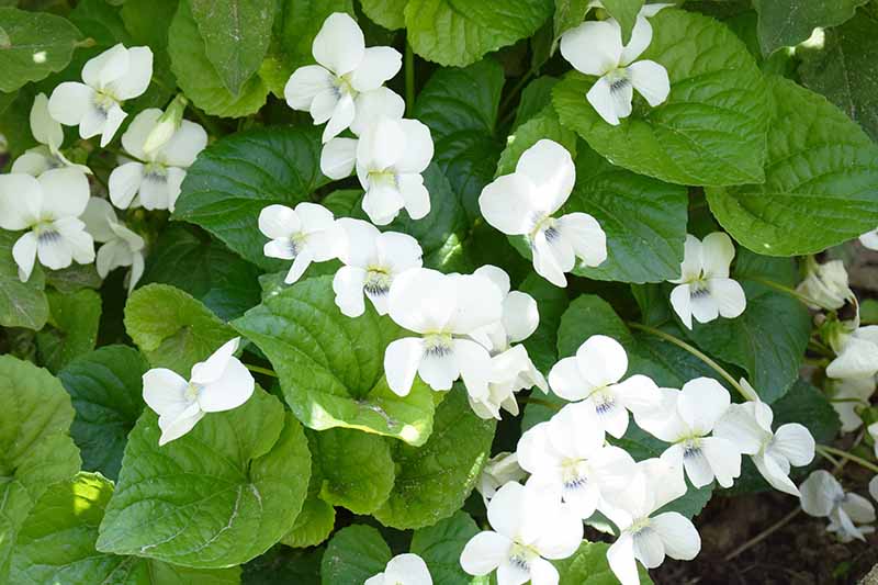 Un primer plano de pequeñas flores blancas de viola con grandes hojas verdes a la luz del sol filtrada.