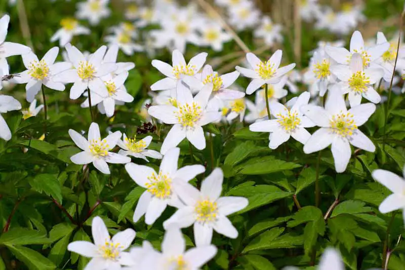 Una imagen horizontal de primer plano de flores de anémona de madera blanca que crecen en el jardín y se desvanecen en un enfoque suave en el fondo.