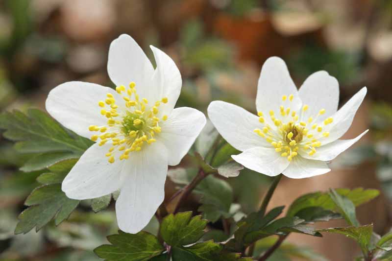 Una imagen horizontal de cerca de dos flores de anémona de madera blanca que florecen a principios de la primavera en un fondo de enfoque suave.