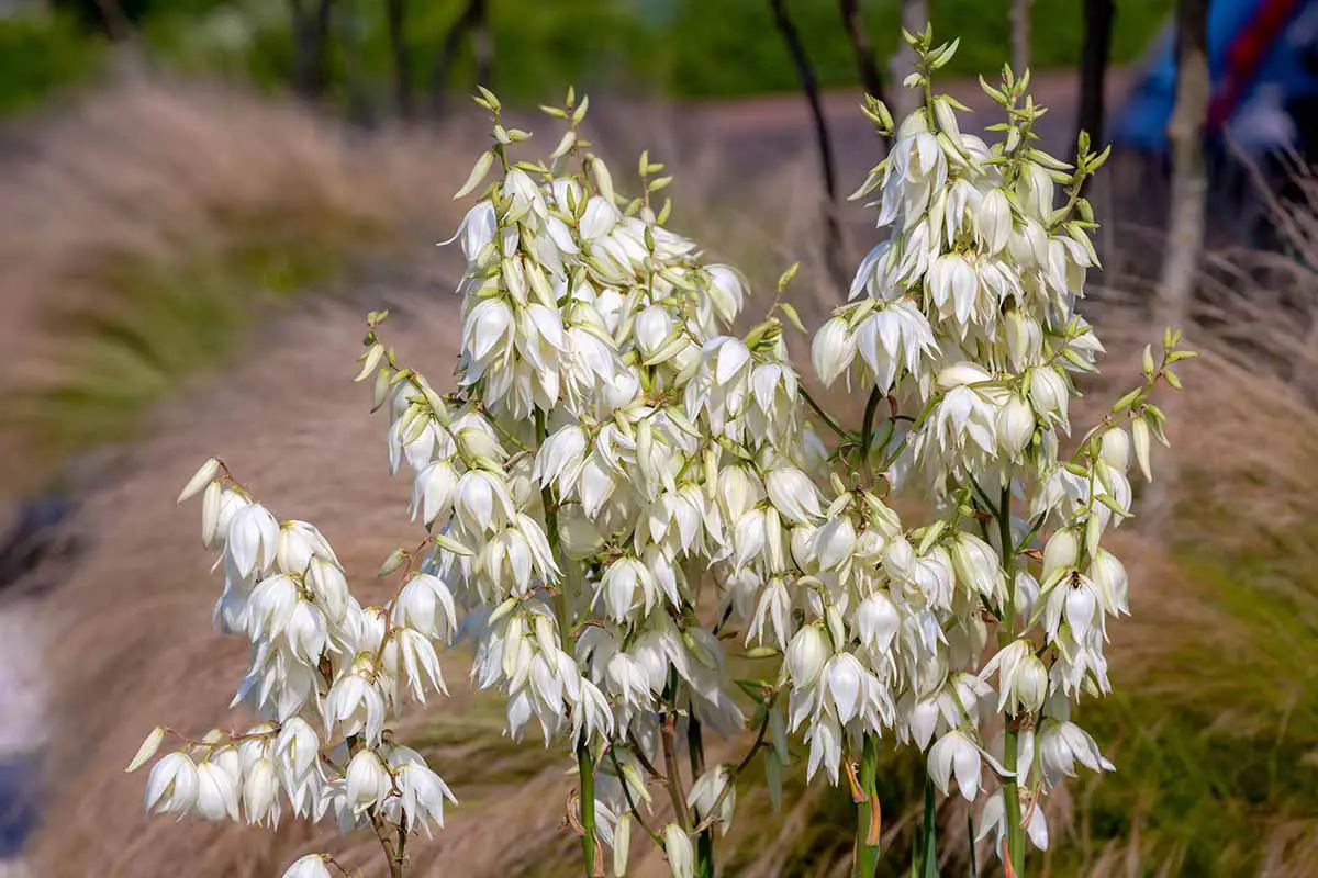 Un primer plano de las flores blancas cremosas de Yucca filamentosa que crecen en el jardín fotografiadas en un fondo de enfoque suave.