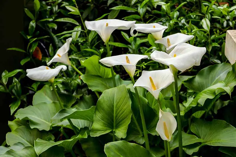 Una imagen horizontal de cerca de las flores blancas de Zantedeschia aethiopica creciendo en un lugar sombreado en el jardín.