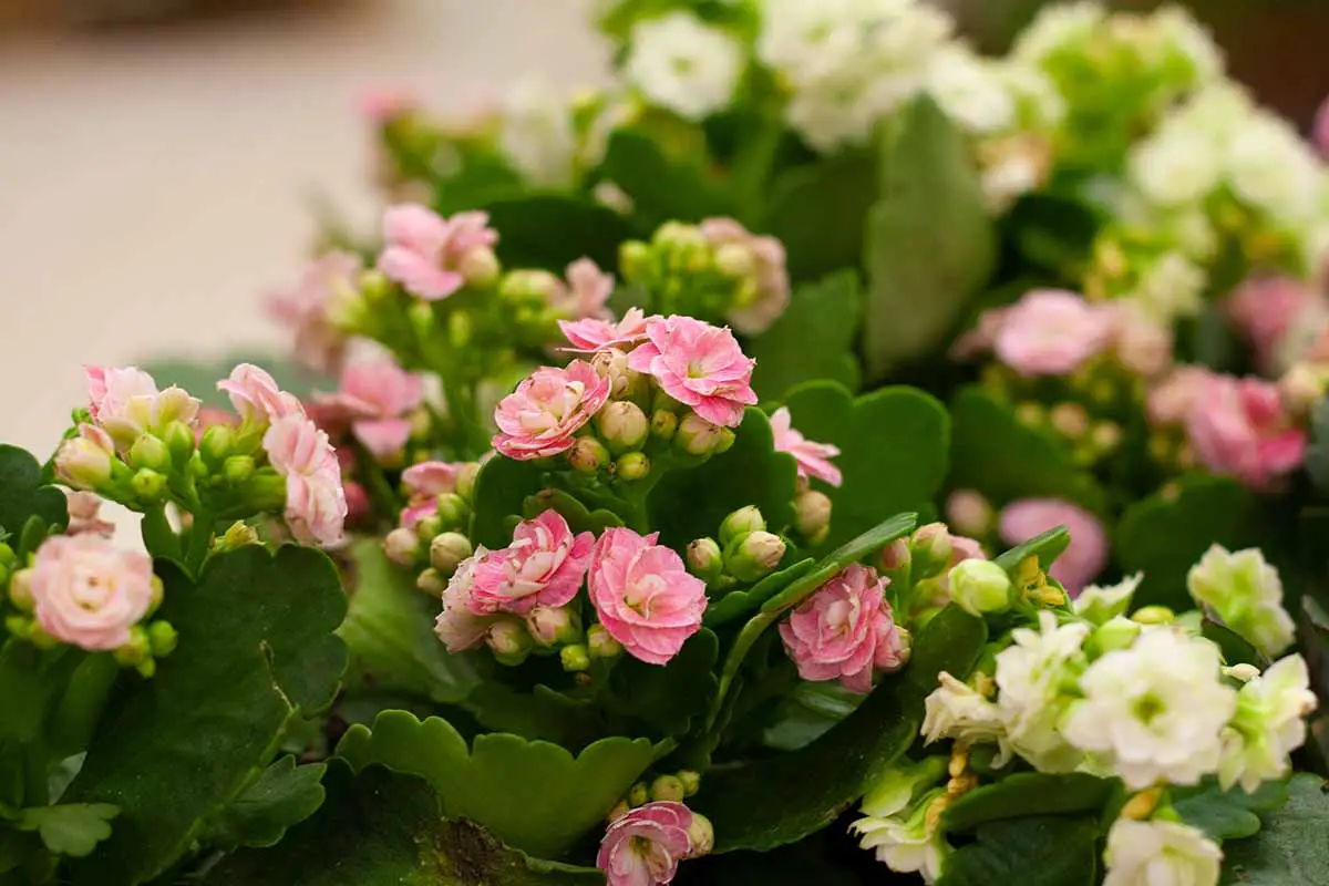 Una imagen horizontal de primer plano de las flores de kalanchoe de la floristería rosa y blanca que crecen en macetas.