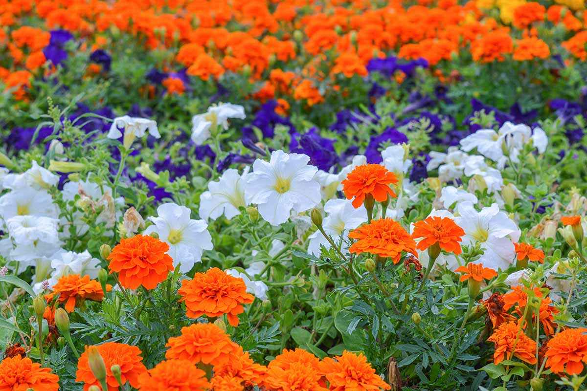 Una imagen horizontal de un jardín de flores con caléndulas de color naranja brillante y petunias blancas y moradas.
