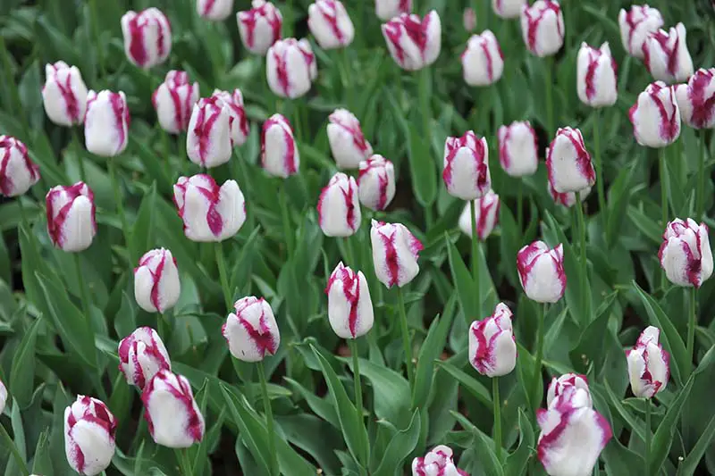 Una imagen horizontal de primer plano de delicados tulipanes Triumph morados y blancos que crecen en el jardín, rodeados de follaje.