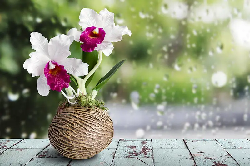 Una imagen horizontal de cerca de una pequeña orquídea blanca y burdeos que crece en un coco, sobre una superficie de madera.