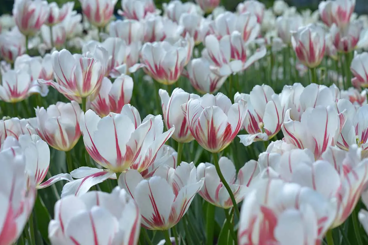 Una imagen horizontal de primer plano de tulipanes rojos y blancos 'Carnaval de Rio' que crecen en una gran franja en el jardín de primavera.