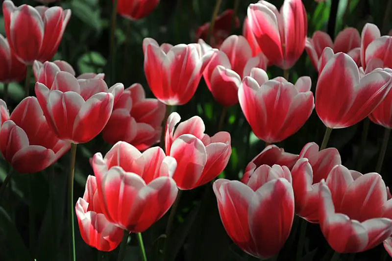 Una imagen horizontal de primer plano de tulipanes Triumph rojos y blancos que crecen en el jardín, fotografiados con luz solar filtrada sobre un fondo de enfoque suave.