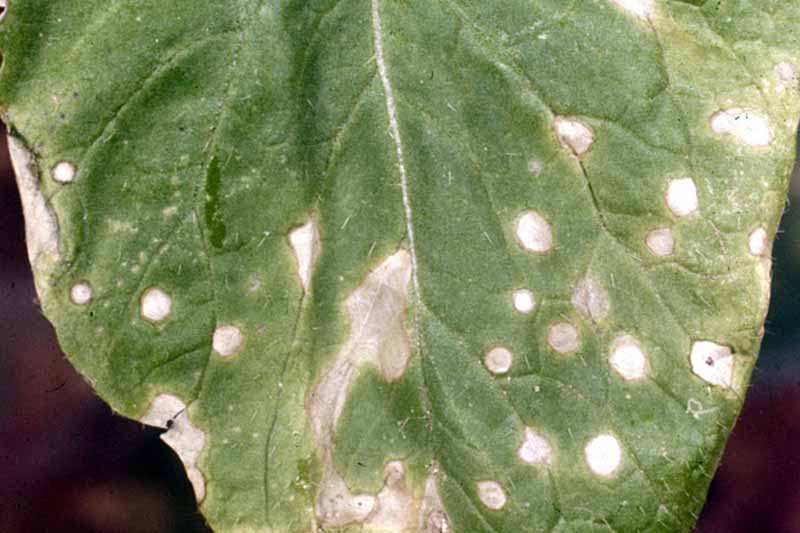 Vista de arriba hacia abajo de una hoja de nabo infectada con la mancha blanca de la hoja (Cercospora brassicicola).