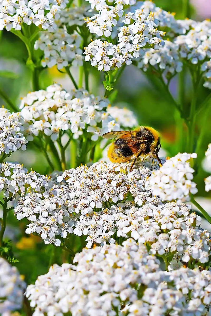 Una gran abeja negra y amarilla poliniza una flor blanca de achillea.