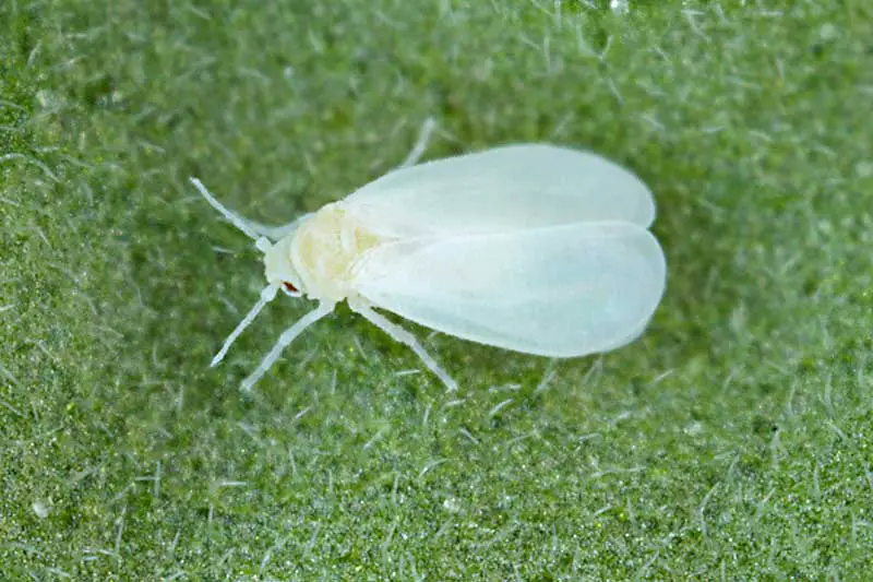 Una imagen horizontal de cerca de una mosca blanca, una plaga de jardín común, representada en una hoja verde.