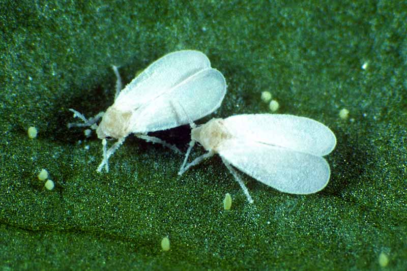 Una imagen horizontal de primer plano de la mosca blanca, una plaga común de plantas domésticas, con huevos diminutos.