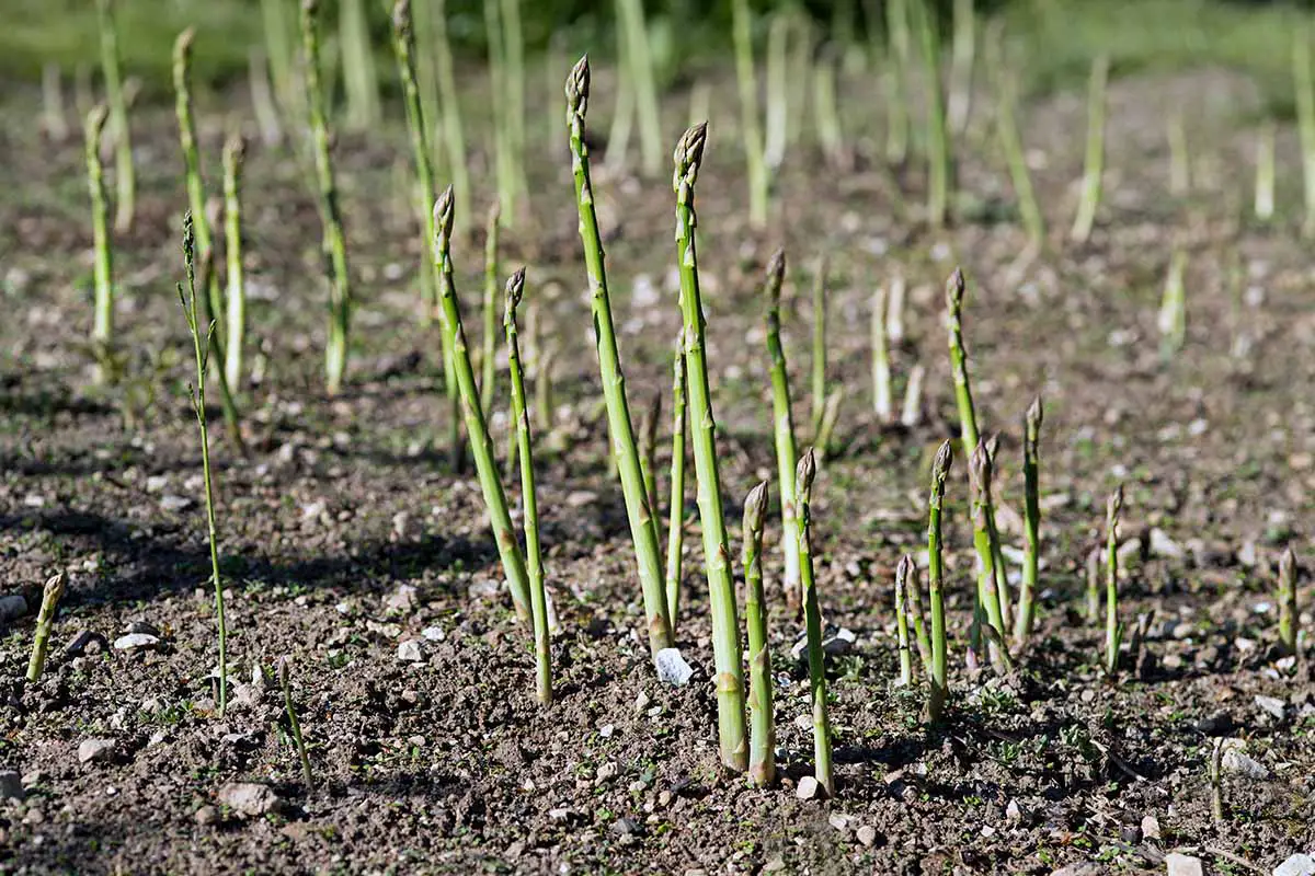 Una imagen horizontal de espárragos jóvenes que crecen en un campo en primavera.