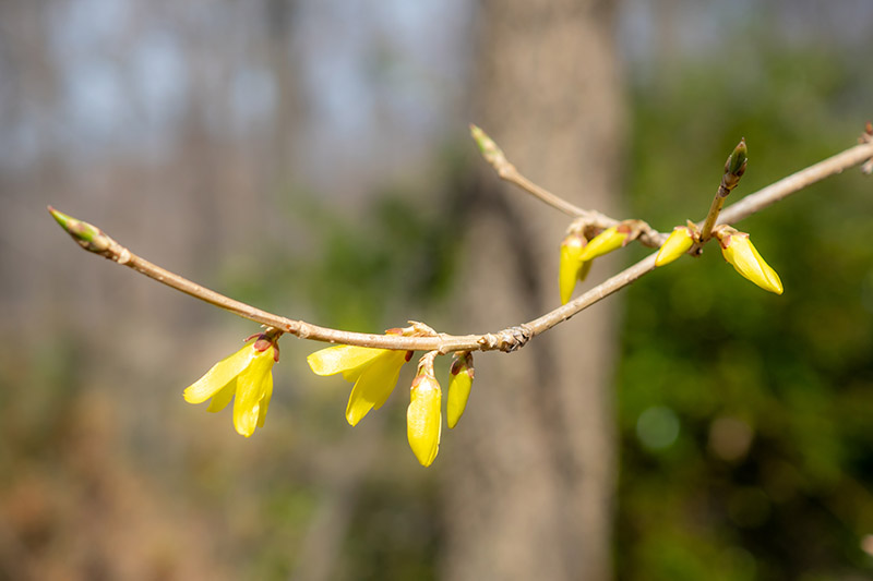 Una imagen horizontal de primer plano de una sola rama de un arbusto de forsythia con los capullos empezando a abrirse en primavera, fotografiada bajo la luz del sol sobre un fondo de enfoque suave.