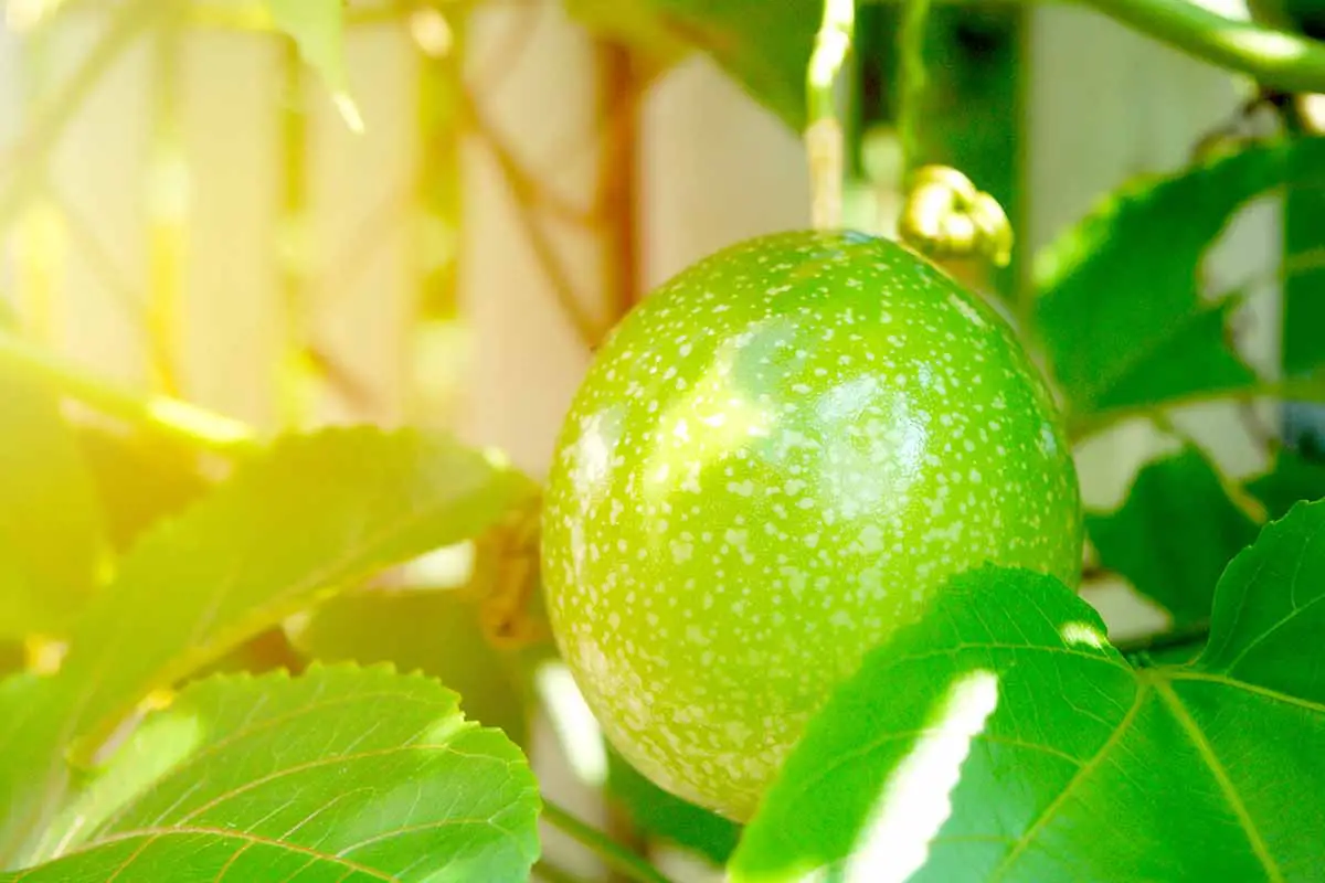 Una imagen horizontal de primer plano de una fruta de la pasión verde en desarrollo representada a la luz del sol de la tarde.