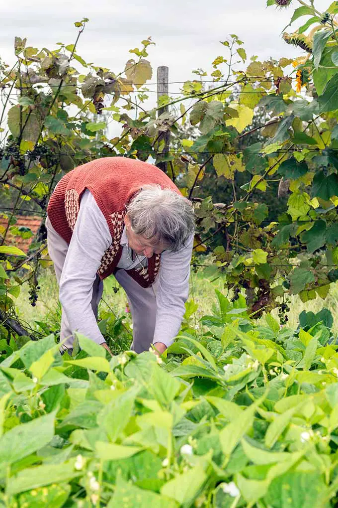 Anime a las personas mayores en su vida a descubrir los beneficios emocionales y de salud de la jardinería: 