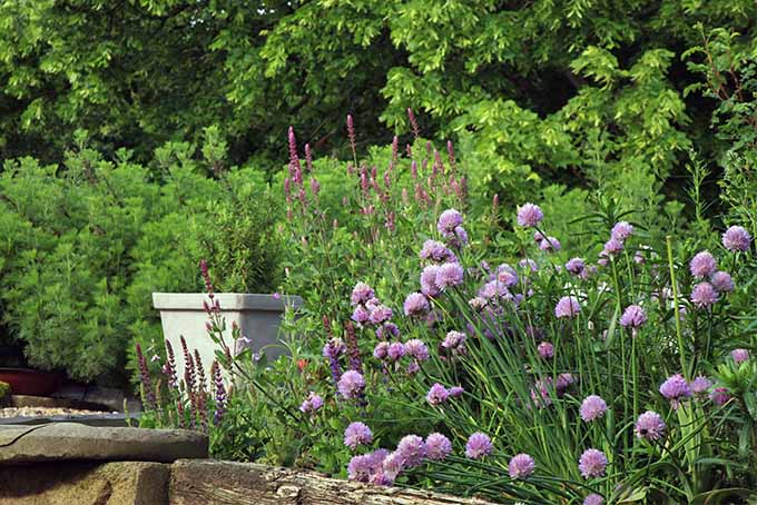 Cebolletas de flores moradas y otras plantas, hierbas, árboles y una planta en maceta en un recipiente blanco, que crece sobre un muro de contención de madera en el jardín.