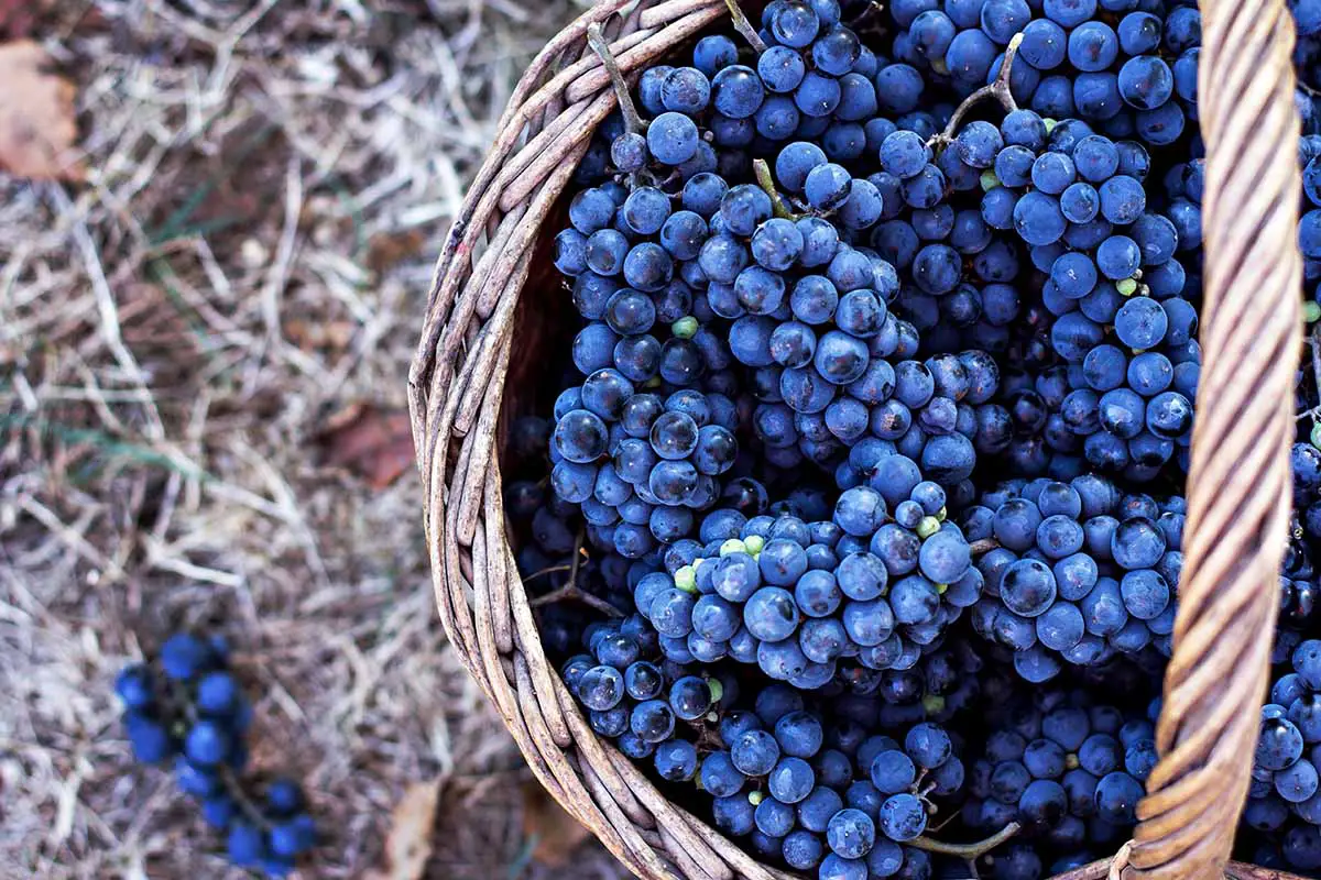 Una imagen horizontal de arriba hacia abajo de racimos de uvas recién cosechadas en una cesta de mimbre.