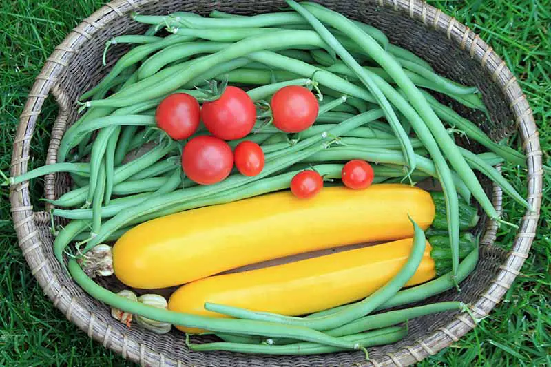 Una imagen de arriba hacia abajo de una cesta de mimbre que contiene cultivos recién cosechados del jardín, judías verdes, calabacín amarillo y tomates de cerezo rojos maduros sobre una superficie cubierta de hierba.