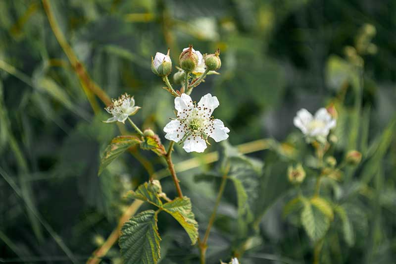 Una imagen horizontal de primer plano de las pequeñas flores blancas de Rubus ulmifolius que crecen silvestres en un fondo de enfoque suave.