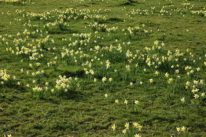 Una imagen horizontal de flores de narciso naturalizadas que crecen silvestres en un campo grande.