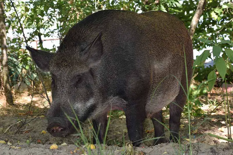 Una imagen horizontal de primer plano de un gran cerdo salvaje forrajeando en el bosque.