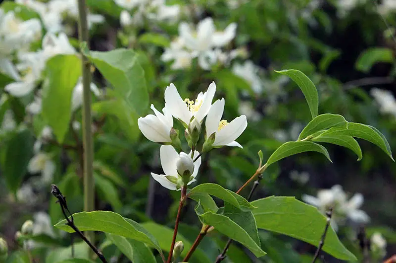 Una imagen horizontal de primer plano de las bonitas flores blancas del arbusto Philadelphus (naranja simulada), que crece en el jardín fotografiado sobre un fondo de enfoque suave.