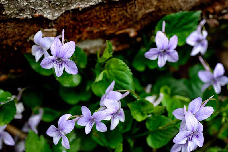 Un primer plano de pequeñas violetas de color púrpura claro que crecen en la naturaleza junto a una roca, con follaje en un enfoque suave en el fondo.