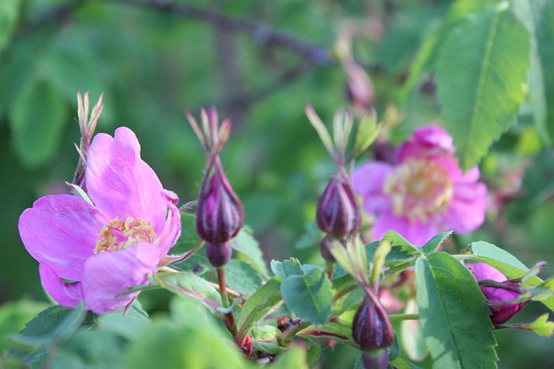 Una imagen horizontal de primer plano de flores y capullos de rosas silvestres de color rosa claro que crecen en el jardín fotografiado a la luz del sol sobre un fondo de enfoque suave.