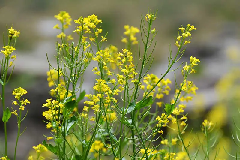 Una imagen horizontal de primer plano de las delicadas flores amarillas de nabo silvestre que crecen en el jardín en un fondo de enfoque suave.
