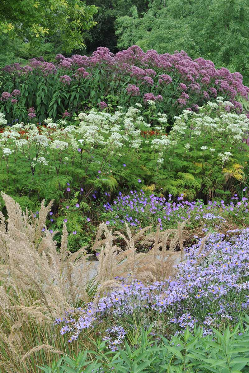 Una imagen vertical de un paisaje de flores silvestres nativas con una variedad de plantas y flores diferentes.
