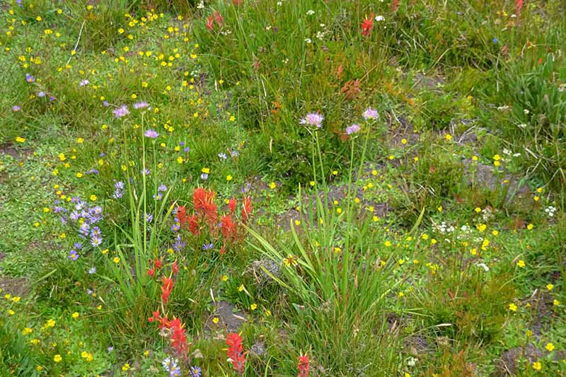Una imagen horizontal de un prado de flores silvestres con flores rojas, rosas y amarillas.