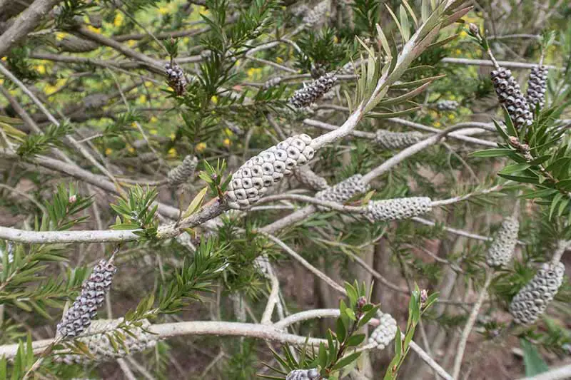 Una imagen horizontal de primer plano de un arbusto Callistemon que crece en el jardín, desarrollando largos racimos de frutas en forma de cono.