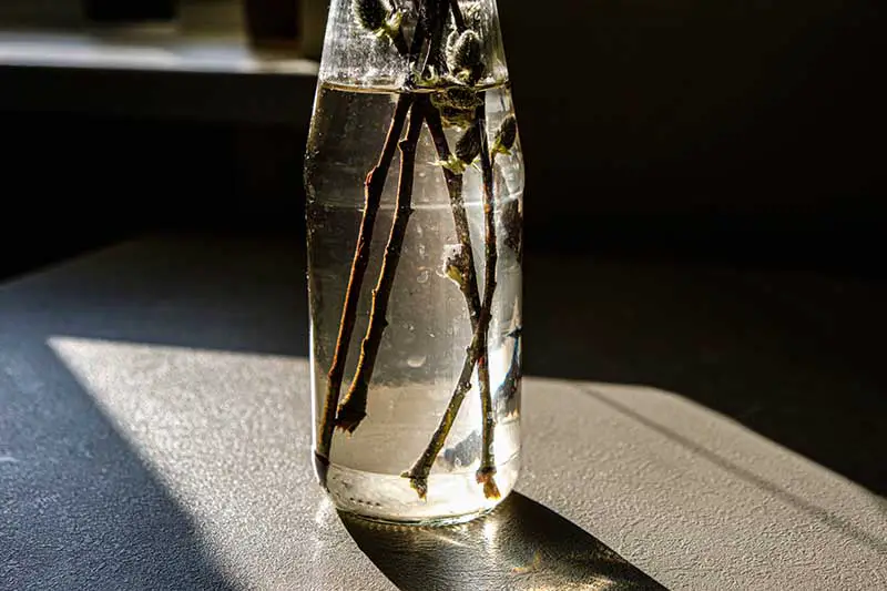 Una imagen horizontal de cerca de ramas en un jarrón de agua representada a la luz del sol.