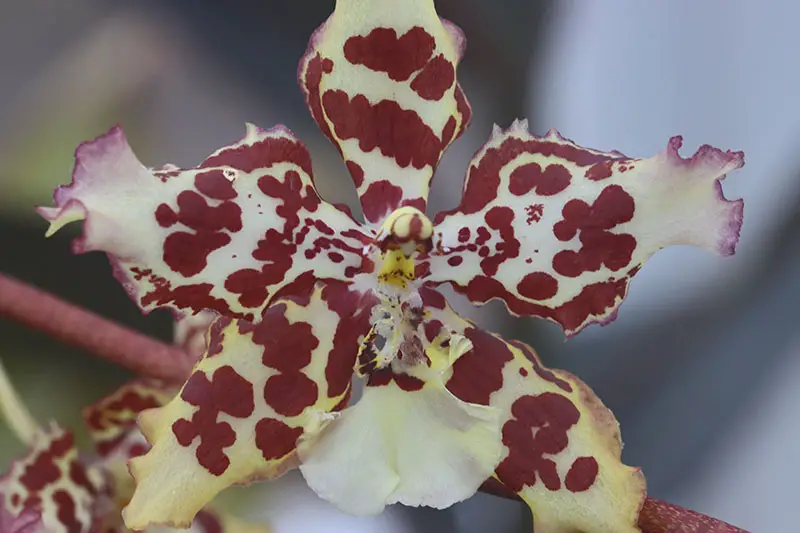 Una imagen horizontal de primer plano de la flor con motivos de arlequín de la orquídea híbrida Wilsonara representada en un fondo de enfoque suave.