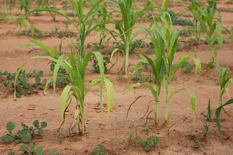 Una imagen horizontal de una plantación de maíz con plántulas que sufren de tizón.