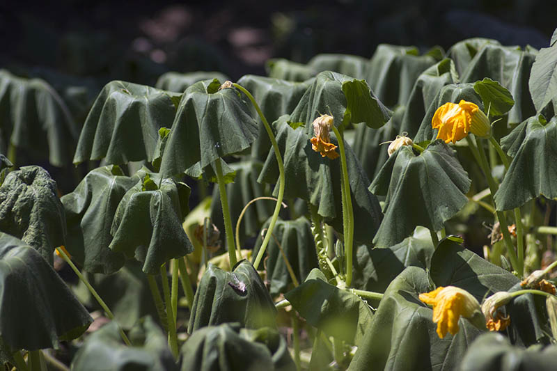 Un primer plano de hojas marchitas de una planta de calabacín que crece en el jardín sobre un fondo de enfoque suave.