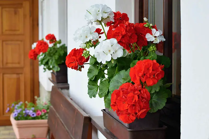 Una imagen horizontal de primer plano de cajas de ventana fuera de una casa plantada con flores rojas y blancas vibrantes.