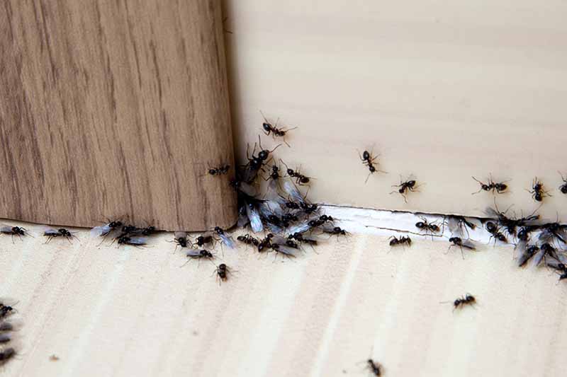 Un primer plano de hormigas aladas listas para pulular en una grieta debajo de una puerta dentro de una casa.