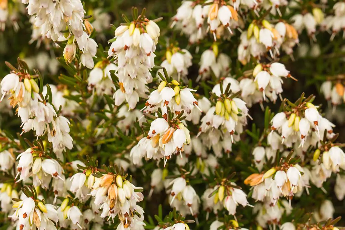 Una imagen horizontal de primer plano de las flores de brezo floreciente de invierno representada en un fondo de enfoque suave.
