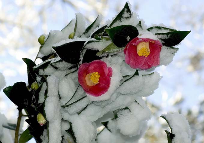 Camelias rosas 'Winter Star', cubiertas de nieve.