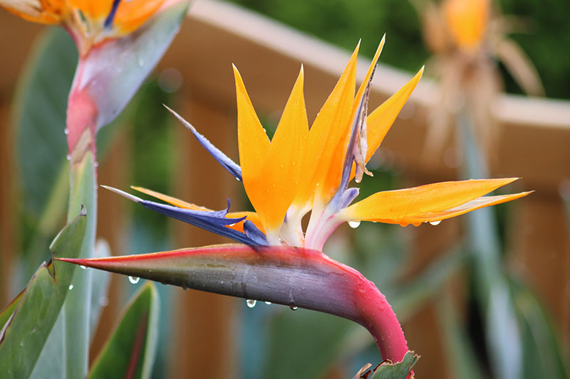 Una imagen horizontal de primer plano de una flor de ave del paraíso tricolor naranja, roja y azul con pequeñas gotas de agua sobre ella, representada a la luz del sol sobre un fondo de enfoque suave.