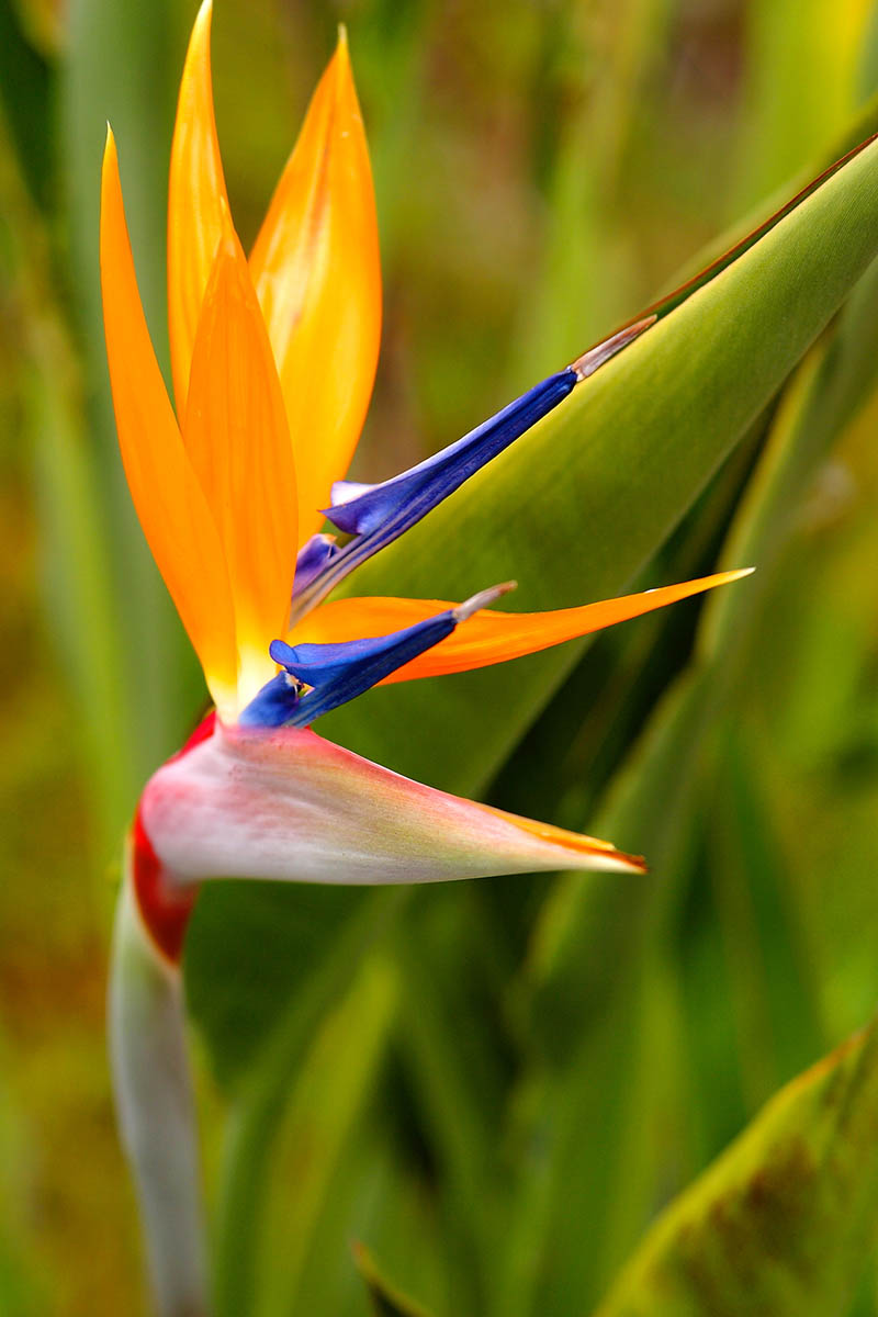 Una imagen vertical de primer plano de una flor de ave del paraíso naranja, azul y roja representada a la luz del sol sobre un fondo verde de enfoque suave.